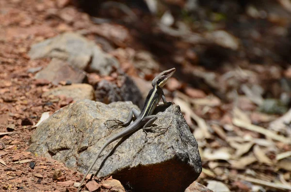 Australia Tiny Long Nosed Dragon — Stock Photo, Image