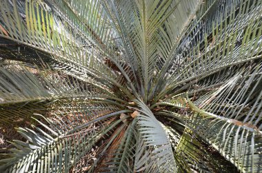 Avustralya, Nt, Mcdonnell aralığı cycade 