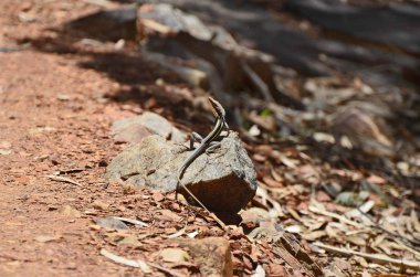 Avustralya, uzun burunlu Dragon