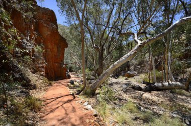 Avustralya, Nt, patika Standley uçurum içine Mcdonnell aralığı Milli Parkı içinde