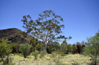 Australia, ghost gum eucalyptus clipart