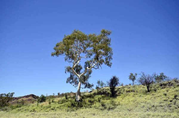 Australien Geisterkaugummi Eukalyptus — Stockfoto
