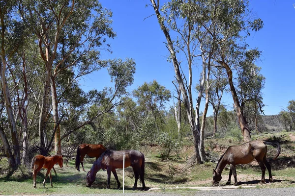 Austrália Pastando Cavalos Vivos Livres Longo Rodovia Ross East Mcdonnell — Fotografia de Stock