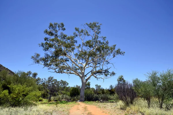 Australia Ghost Gum Eucalyptus — Stock Photo, Image