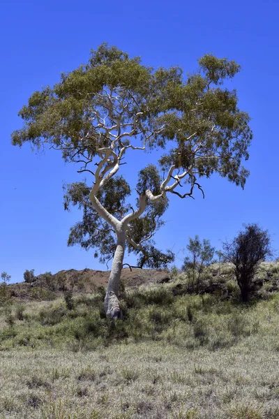 Austrália Corymbia Aparrerinja Vulgarmente Conhecida Como Chiclete Fantasma — Fotografia de Stock