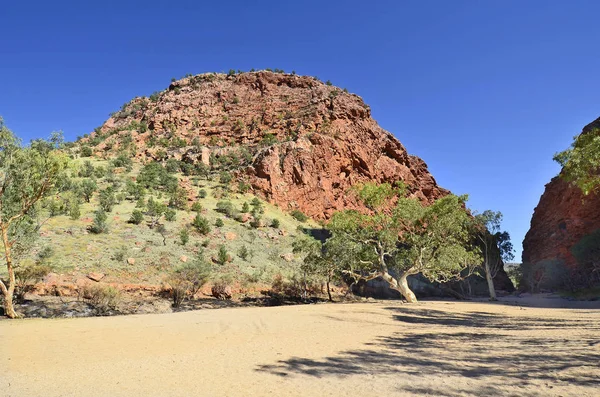 Australia Northern Territory Eucalyptus Tree Dry Riverbed Simpson Gap West — Stock Photo, Image
