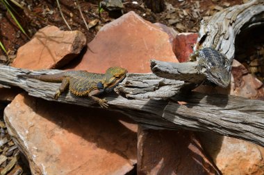 Avustralya, sakallı ejder, Evcil hayvan olarak kullanılan Avustralya