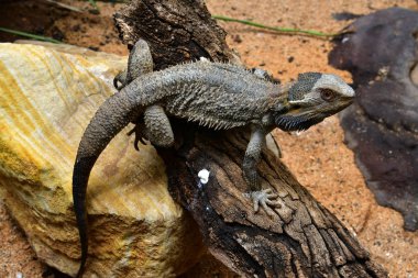 Avustralya, sakallı ejder, Evcil hayvan olarak kullanılan Avustralya