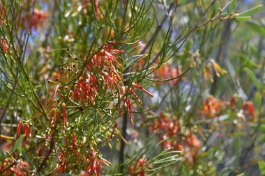 Wireleaf ökseotu bilinen Avustralya, Amyema preissii,