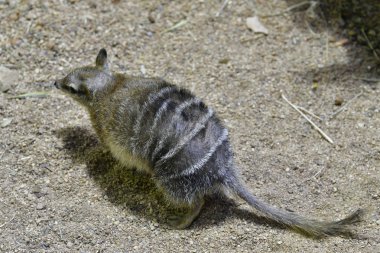 Avustralya, Numbat - bir keseli hayvanı yemek sadece karıncalar