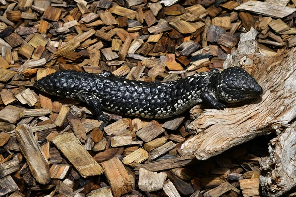 Австралия Черепашья Ящерица Aka Sleepy Lizard — стоковое фото