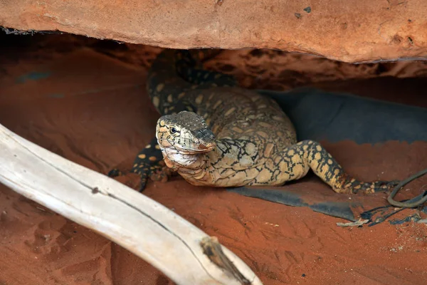 Australia Perentie Largest Monitor Australia — Stock Photo, Image