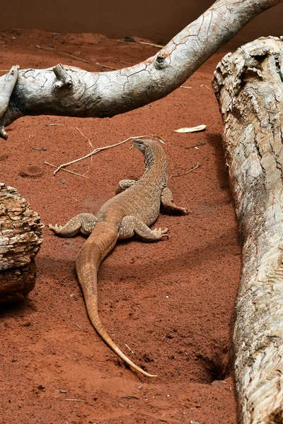 Австралия Sand Goanna Aka Sand Monitor — стоковое фото