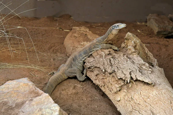 Australie Spencer Goanna Alias Spencer Moniteur — Photo