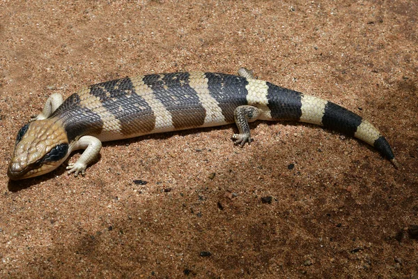 Австралія Синій Tonged Ящірка — стокове фото