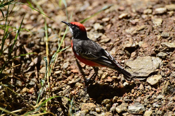 Austrálie Crimson Chat Aka Lebeda Kanárské — Stock fotografie