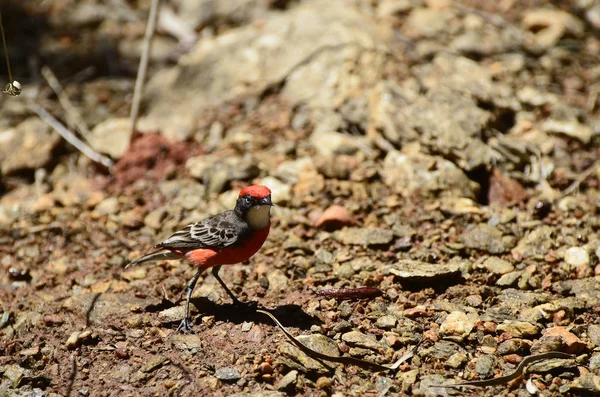 Australia Red Cappet Robin — Stock Photo, Image