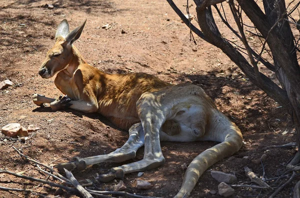 Australia Canguro Rosso Più Grande Canguro Australia — Foto Stock