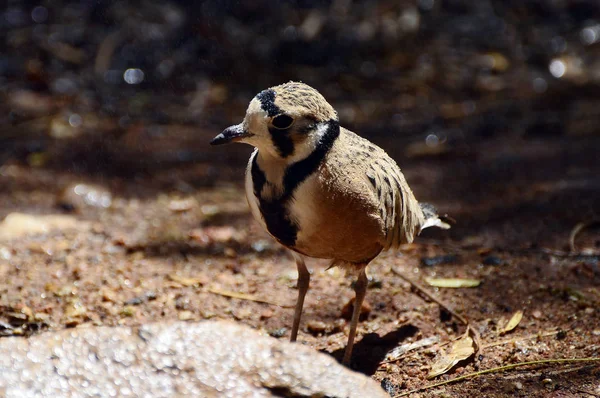 Australia Inland Dottorel Bird — Stock Photo, Image