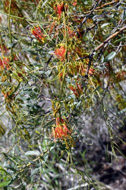 Wireleaf ökseotu bilinen Avustralya, Amyema preissii,