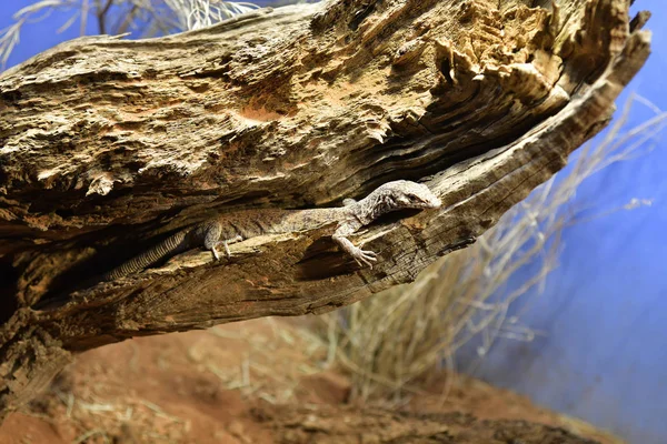 Australie Pygmée Mulga Moniteur Aka Queue Rayée Goanna — Photo