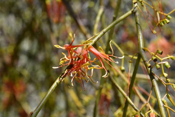 Australia Amyema Preissii Commonly Known Wireleaf Mistletoe — Stock Photo, Image
