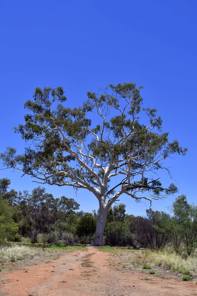 Australie Gomme Fantôme Eucalyptus — Photo