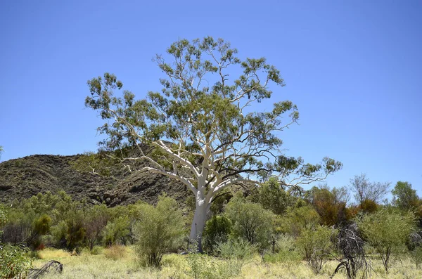Australia Ghost Gum Eukaliptusa — Zdjęcie stockowe