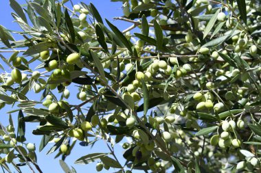 Yunanistan, yeşil meyveler ile zeytin ağacı