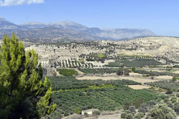 Grecia Isla Creta Paisaje Rural Con Campos Olivos — Foto de Stock
