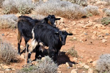 Yunanistan, Gramvousa Yarımadası'nda iki keçi