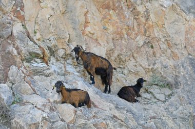 Yunanistan, üç keçi kaya yüzüne üzerinde bekletin.