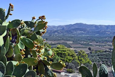 Yunanistan, Girit Adası, zeytin ağaçları ve kaktüs inciri ile kırsal manzara