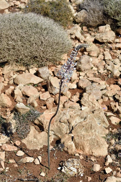 Greece Flowering Sea Onion Gramvousa Peninsula Plant Very Toxic Used — Stock Photo, Image