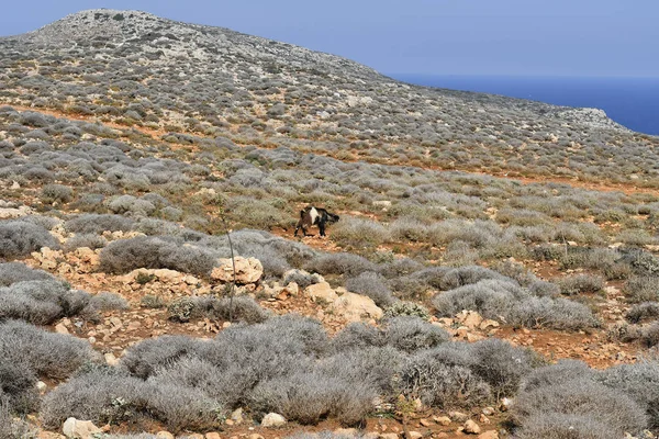 Grecja Koza Między Krzewami Półwysep Gramvousa — Zdjęcie stockowe