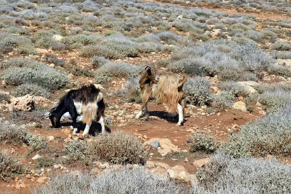 Grecia Dos Cabras Entre Arbustos Península Gramvousa — Foto de Stock