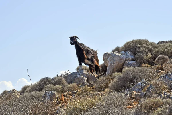 Řecko Koza Stojící Skále — Stock fotografie