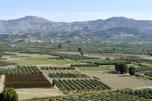 Grecia Isla Creta Paisaje Rural Con Campos Olivos —  Fotos de Stock