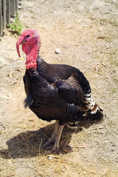 Austrália Turquia Pássaro Pasto — Fotografia de Stock