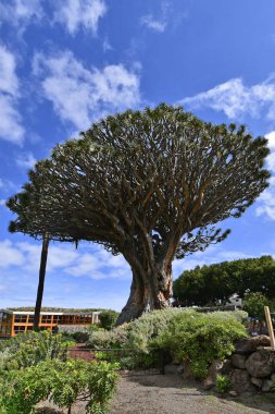 İspanya, Kanarya Adaları, Tenerife, en büyük ejderha ağacında Icod de lod Vinos