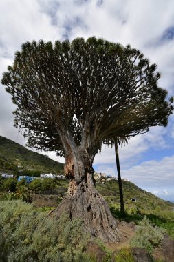 İspanya, Kanarya Adaları, Tenerife, en eski ejder ağacı Icod de los Vinos