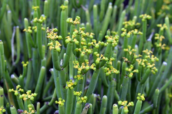 Španělsko Kanárské Ostrovy Tenerife Květu Euphorbia Aphylla Aka Bezlisté Pryšec — Stock fotografie