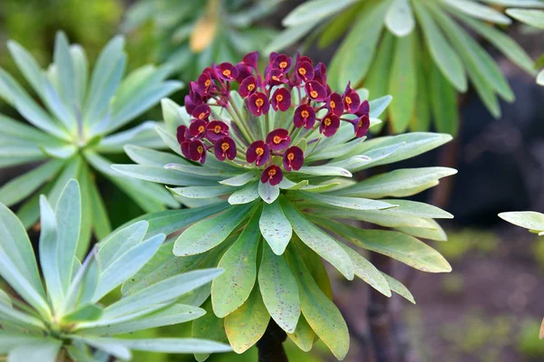 Espagne Îles Canaries Ténérife Épinoche Pourpre Fleurs — Photo