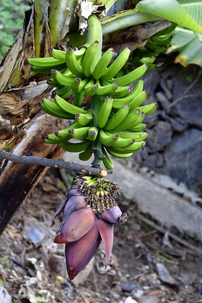Spagna Isole Canarie Tenerife Banano Con Frutta Fiori — Foto Stock