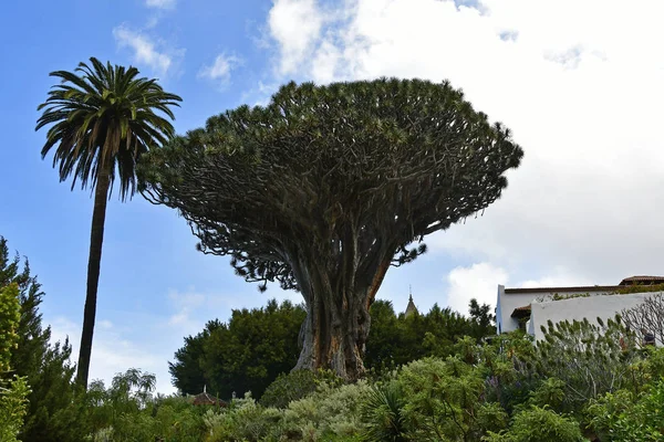 Hiszpania Wyspy Kanaryjskie Teneryfa Najstarszym Smoczym Drzewem Icod Los Vinos — Zdjęcie stockowe