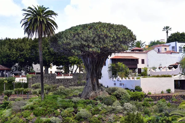 Teneriffa Kanarieöarna Spanien April 2018 Oidentifierade Turister Och Den Äldsta — Stockfoto