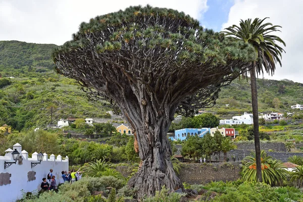 Tenerife Islas Canarias España Abril 2018 Turistas Identificados Dragón Más —  Fotos de Stock