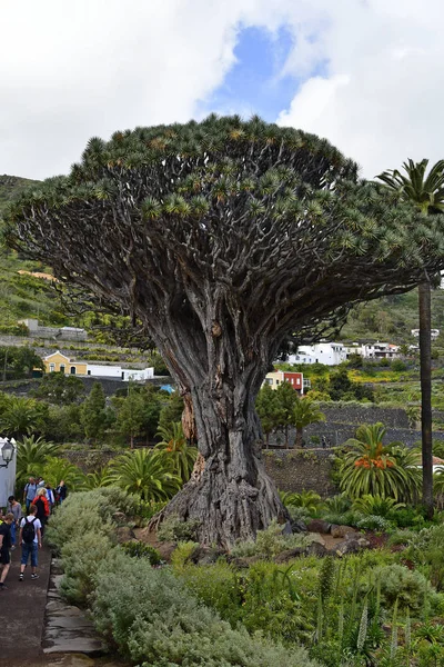 Tenerife Islas Canarias España Abril 2018 Turistas Identificados Dragón Más — Foto de Stock