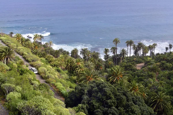 Espanha Ilhas Canárias Tenerife Costa Com Palmeiras Oceano Atlântico — Fotografia de Stock