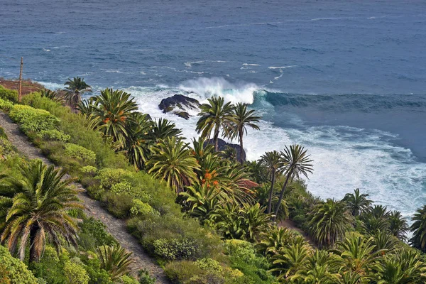 Hiszpania Wyspy Kanaryjskie Teneryfa Palmami Fale Oceanie Atlantyckim — Zdjęcie stockowe